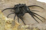 Insane Dicranurus Trilobite - Large, Prone, No Restoration #310631-4